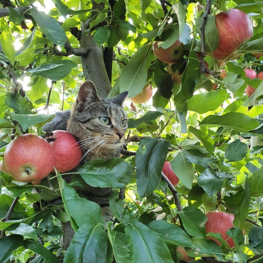 Mareinhof Vetzan-Apples,Apartment&More Silandro Εξωτερικό φωτογραφία
